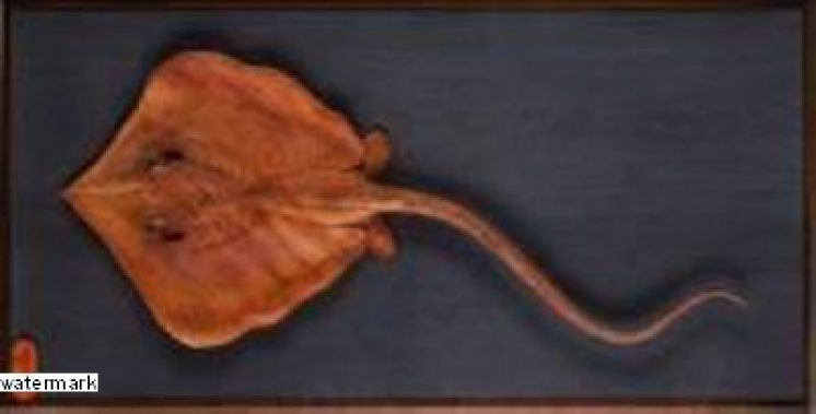 黃媽慶「靜觀」木雕個展 「靜聞魚讀月 笑對鳥談天」