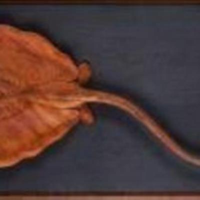 S015 72x48x6cm 2005